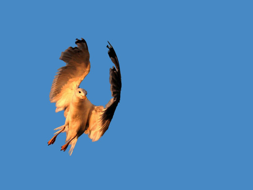 352943 (a): :1024x768